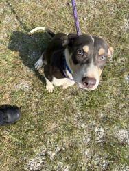 Found/Stray Female Dog last seen City of adel animal control, Adel, GA 31620