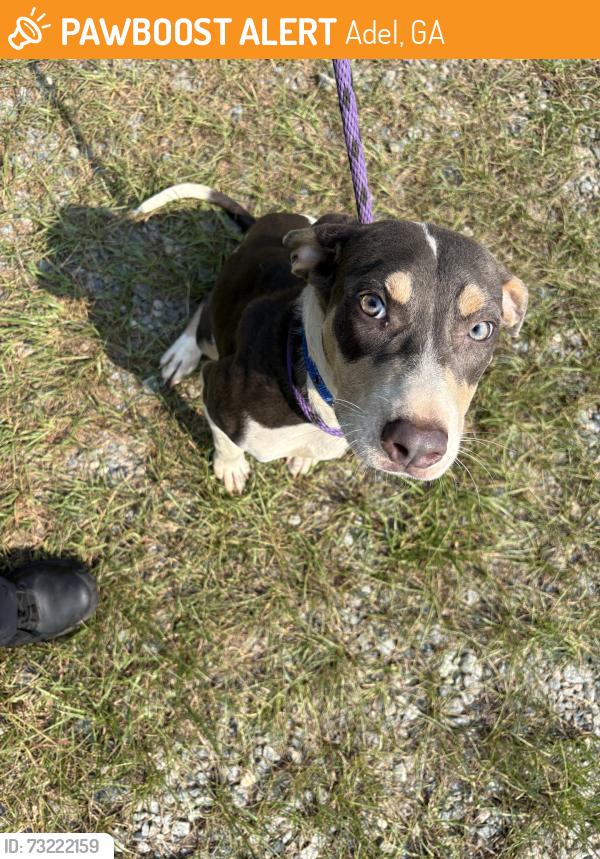 Found/Stray Female Dog last seen City of adel animal control, Adel, GA 31620