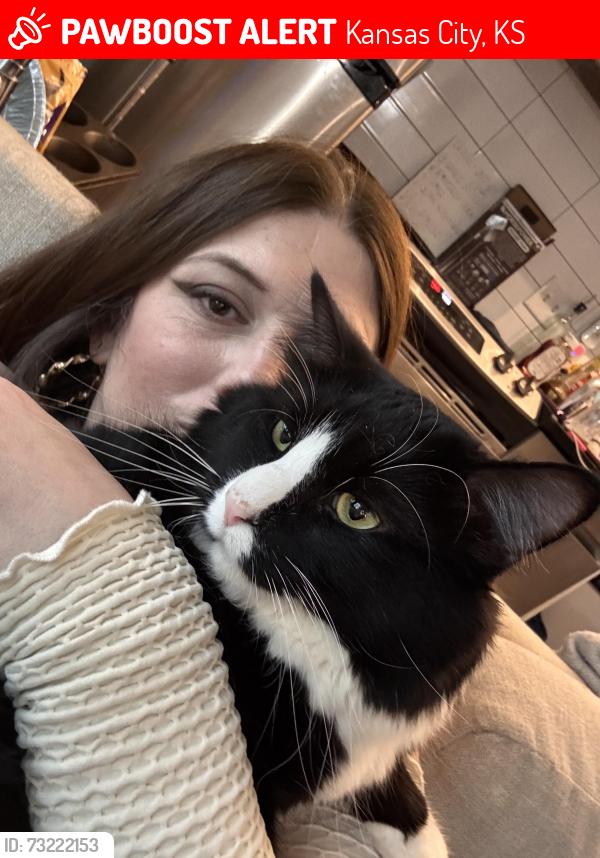 Lost Male Cat last seen Rosedale park, 47th, Puckett rd., Kansas City, KS 66103