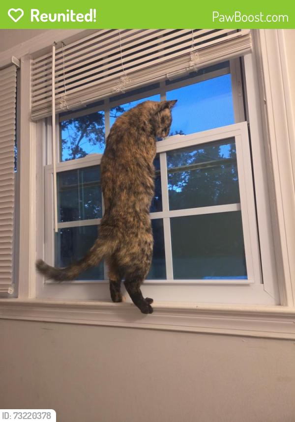 Reunited Female Cat last seen Woodmont High school, Greenville County, SC 29687