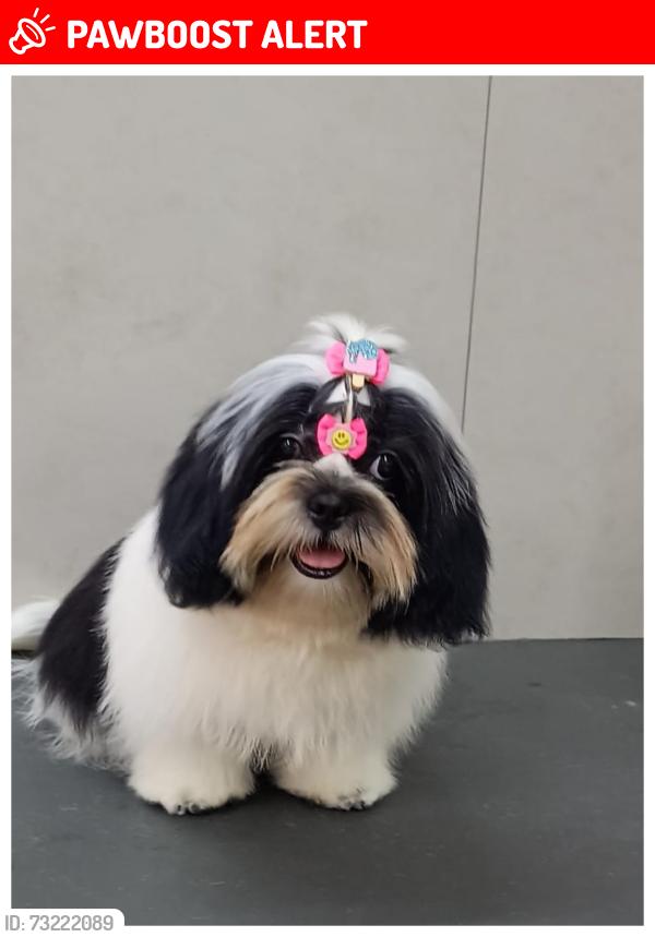 Lost Female Dog last seen Rua da ponte rasa/terminal AE Carvalho, Jardim Sao Carlos (Zona Leste), SP 03896-010
