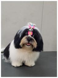 Lost Female Dog last seen Rua da ponte rasa/terminal AE Carvalho, Jardim Sao Carlos (Zona Leste), SP 03896-010