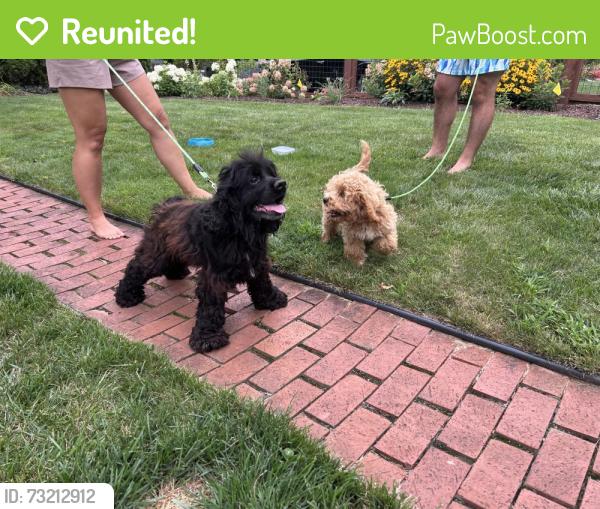 Reunited Unknown Dog last seen Hatchery rd, Turkey Creek Township, IN 46567
