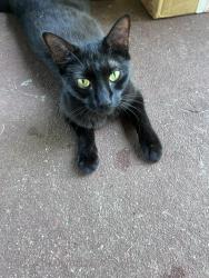 Found/Stray Unknown Cat last seen Salina Road, Washington Township, NJ 08080