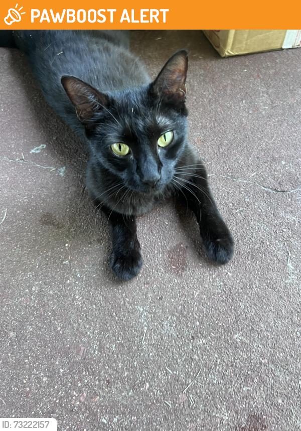 Found/Stray Unknown Cat last seen Salina Road, Washington Township, NJ 08080