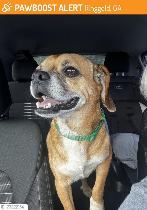 Found/Stray Male Dog last seen Nellie head rd and keith rd, Ringgold, GA 30755