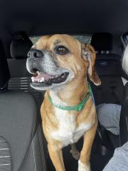 Found/Stray Male Dog last seen Nellie head rd and keith rd, Ringgold, GA 30755