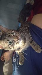 Lost Male Cat last seen Unsure, Lebanon, PA 17046