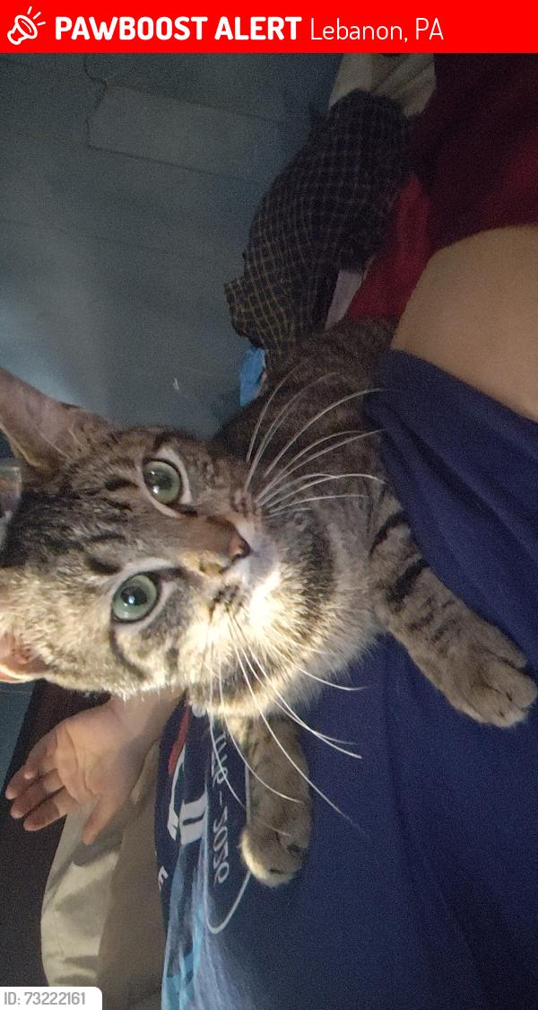 Lost Male Cat last seen Unsure, Lebanon, PA 17046