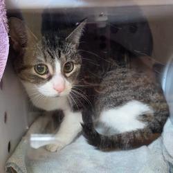 Shelter Stray Unknown Cat last seen , 54687 Co Rd 19, Bristol, IN 46507, USA