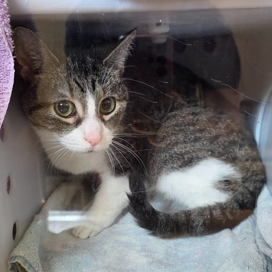 Shelter Stray Unknown Cat last seen , 54687 Co Rd 19, Bristol, IN 46507, USA