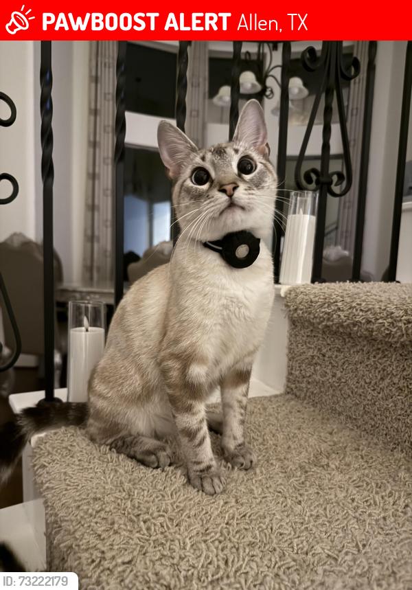 Lost Male Cat last seen Abby Way, Allen, TX 75013