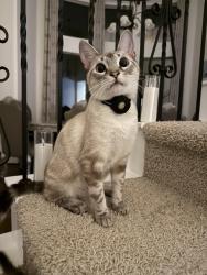 Lost Male Cat last seen Abby Way, Allen, TX 75013