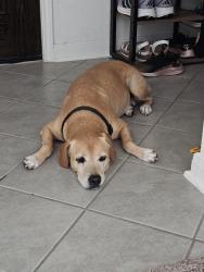 Reunited Male Dog last seen Oakwood Trails Neighborhood next to Rosehill Elementary School, Tomball, TX 77377