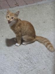 Found/Stray Male Cat last seen Barclay ln, Buena Ventura Lakes, FL 34743