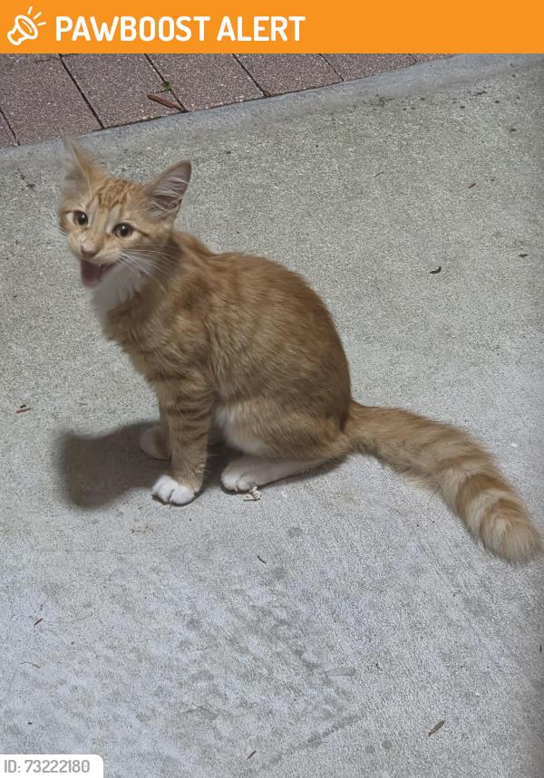 Found/Stray Male Cat last seen Barclay ln, Buena Ventura Lakes, FL 34743
