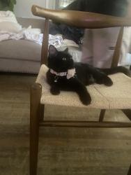 Reunited Female Cat last seen Arrow view middle schoolers, San Bernardino, CA 92405