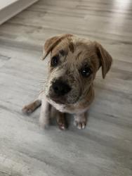 Found/Stray Male Dog last seen Palmyrita and Mt. Vernon, Riverside, CA 92507