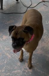 Reunited Female Dog last seen Highway 90 and lower Lacoste rd, Castroville, TX 78009