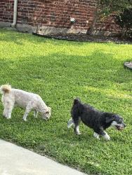 Reunited Unknown Dog last seen Andrews elementary, Plano, TX 75025