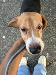 Reunited Male Dog last seen S Dearborn St & 20th Ave S, Seattle, WA 98122