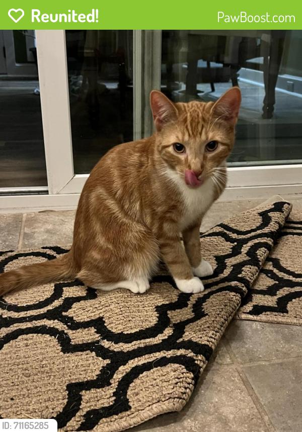 Reunited Male Cat last seen Walden creek, Apex, NC 27523