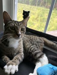 Found/Stray Female Cat last seen Quails run, Wellford, SC 29377