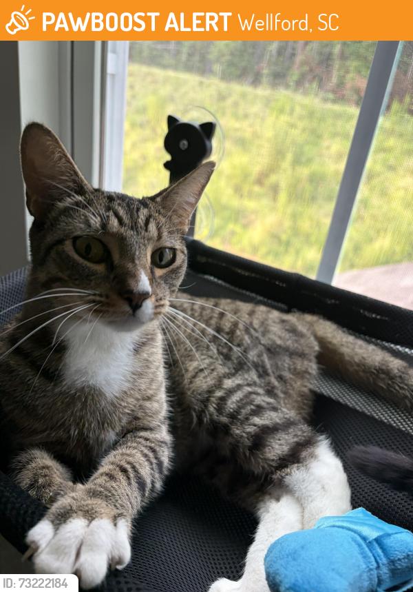 Found/Stray Female Cat last seen Quails run, Wellford, SC 29377