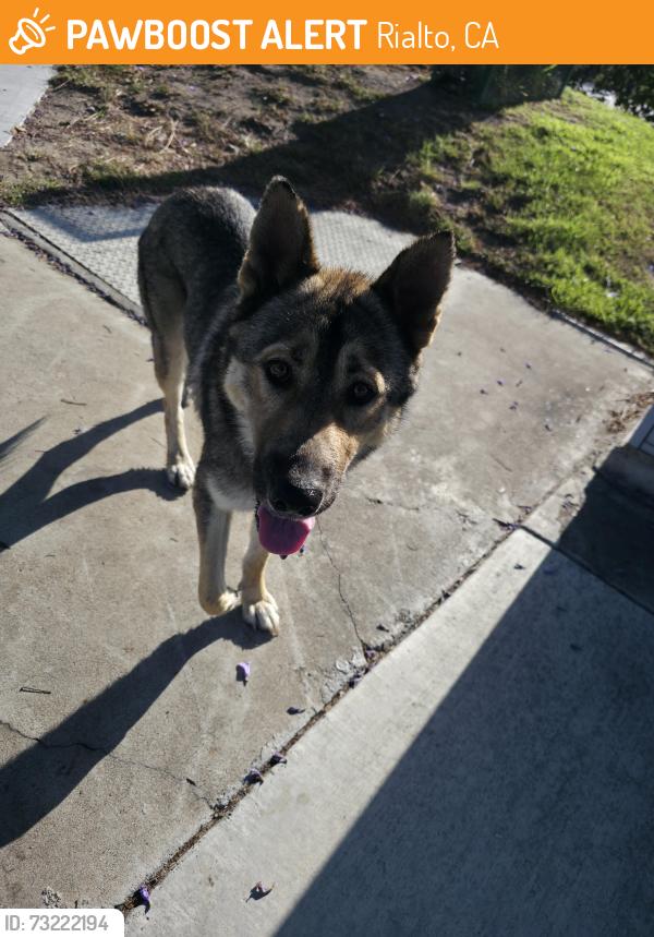Found/Stray Female Dog last seen baseline and riverside, Rialto, CA 92376