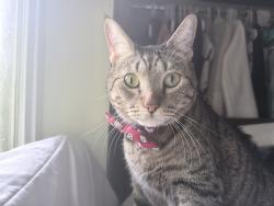 Lost Female Cat last seen Williamson rd, Jupiter, FL 33458
