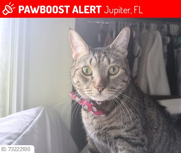 Lost Female Cat last seen Williamson rd, Jupiter, FL 33458