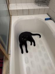 Lost Female Cat last seen Asa Charter School, San Bernardino, CA 92405