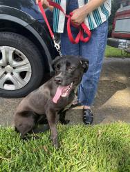 Found/Stray Female Dog last seen Columbia, Decatur, GA 30030