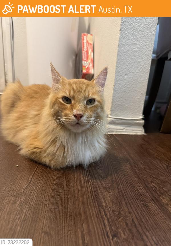 Found/Stray Unknown Cat last seen Springdale road 1050, Austin, TX 78721