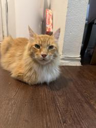 Found/Stray Unknown Cat last seen Springdale road 1050, Austin, TX 78721