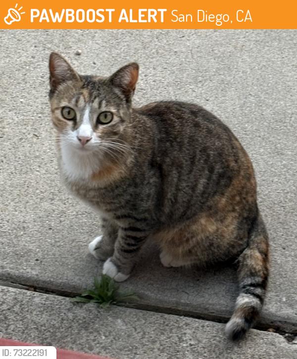 Found/Stray Female Cat last seen Fern & Cedar, San Diego, CA 92102