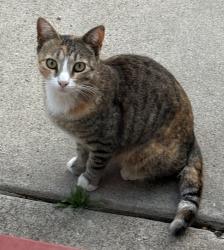Found/Stray Female Cat last seen Fern & Cedar, San Diego, CA 92102