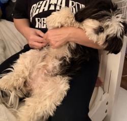 Reunited Female Dog last seen Grand Teton dr, Corona, CA 92881