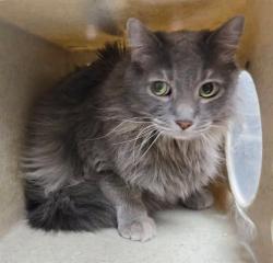 Shelter Stray Female Cat last seen Near E 4TH ST, RENO NV 89512, 2825 Longley Ln Suite A, Reno, NV 89502, USA