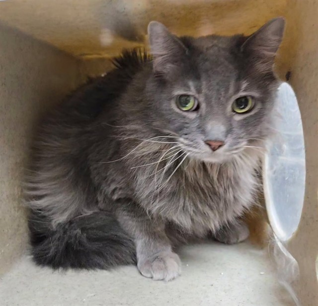 Shelter Stray Female Cat last seen Near E 4TH ST, RENO NV 89512, 2825 Longley Ln Suite A, Reno, NV 89502, USA