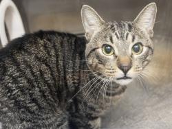 Shelter Stray Male Cat last seen Near BLOCK N 28TH DR, 5501 E Van Buren St, Phoenix, AZ 85008, USA