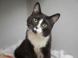 Shelter Stray Male Cat last seen Near BLOCK W SAHUARO DR, 5501 E Van Buren St, Phoenix, AZ 85008, USA