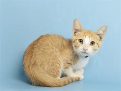 Shelter Stray Female Cat last seen W DOBBINS RD & S 43RD AVE, 5501 E Van Buren St, Phoenix, AZ 85008, USA