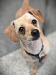 Shelter Stray Male Dog last seen , 3201 Lacy St, Los Angeles, CA 90031, USA