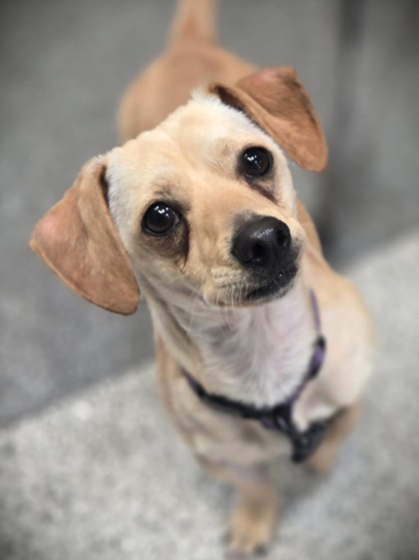 Shelter Stray Male Dog last seen , 3201 Lacy St, Los Angeles, CA 90031, USA