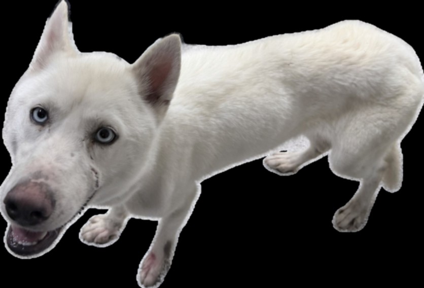 Shelter Stray Female Dog last seen , 3201 Lacy St, Los Angeles, CA 90031, USA