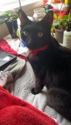 Reunited Male Cat last seen Sam Market, Federal Way, WA 98003