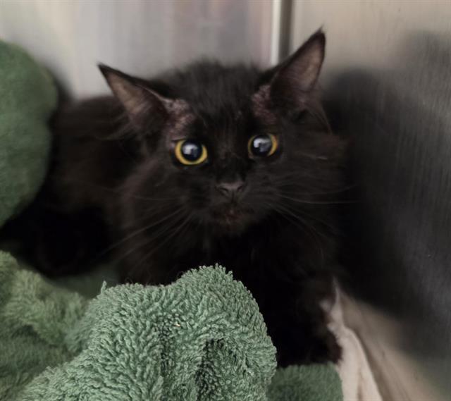 Shelter Stray Female Cat last seen DOUGLAS BLVD, 11232 B Ave, Auburn, CA 95603, USA
