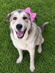 Shelter Stray Female Dog last seen , 14409 Vanowen St, Van Nuys, CA 91405, USA