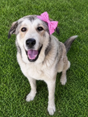 Shelter Stray Female Dog last seen , 14409 Vanowen St, Van Nuys, CA 91405, USA